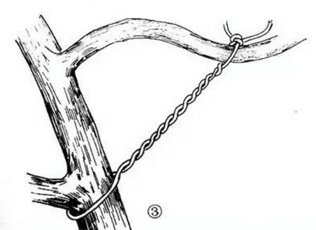 盆景树枝怎样打弯图片