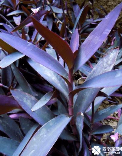 紫鸭跖草气孔结构图图片