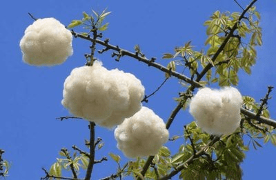 四季植物网 植物知识 木棉花 