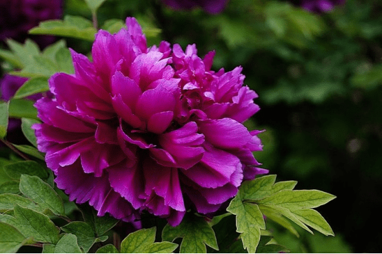 紫牡丹: 花瓣呈紫色的牡丹,花语是难为情