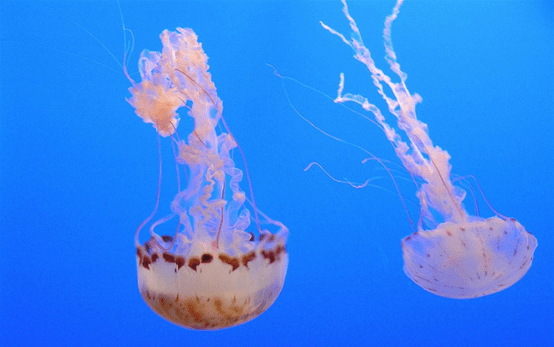 水母与海蜇的区别图片