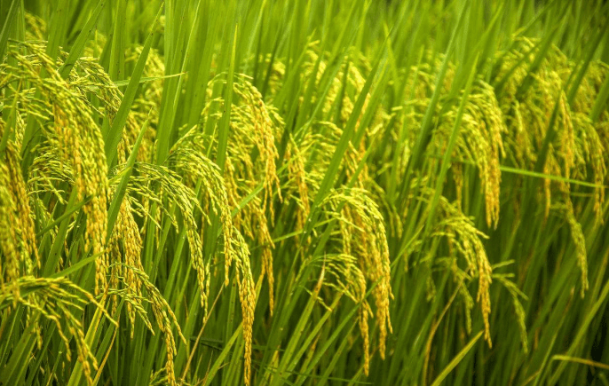 水稻图片大全高清图片