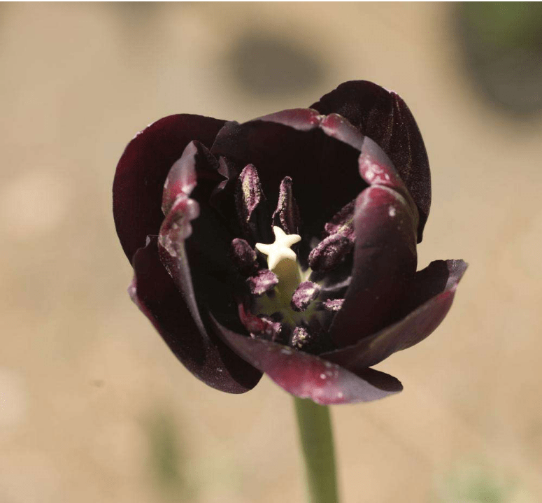 真的有黑色花的存在吗?黑色花是怎么形成的?