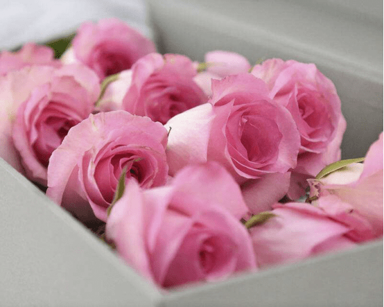 19朵粉玫瑰代表什么?带你了解它美妙浪漫