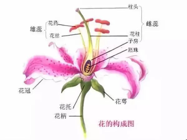 一朵花的结构示意图图片